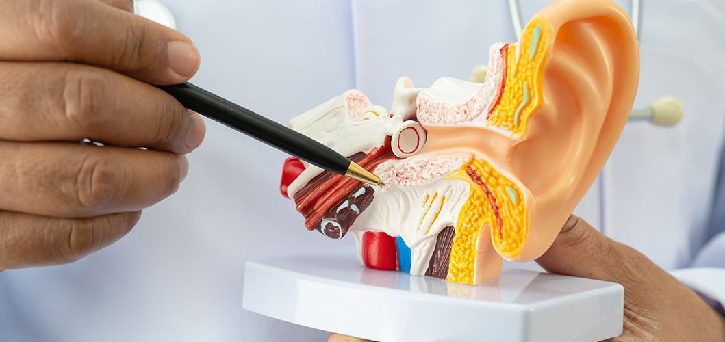 Understanding the Role of an ENT Specialist