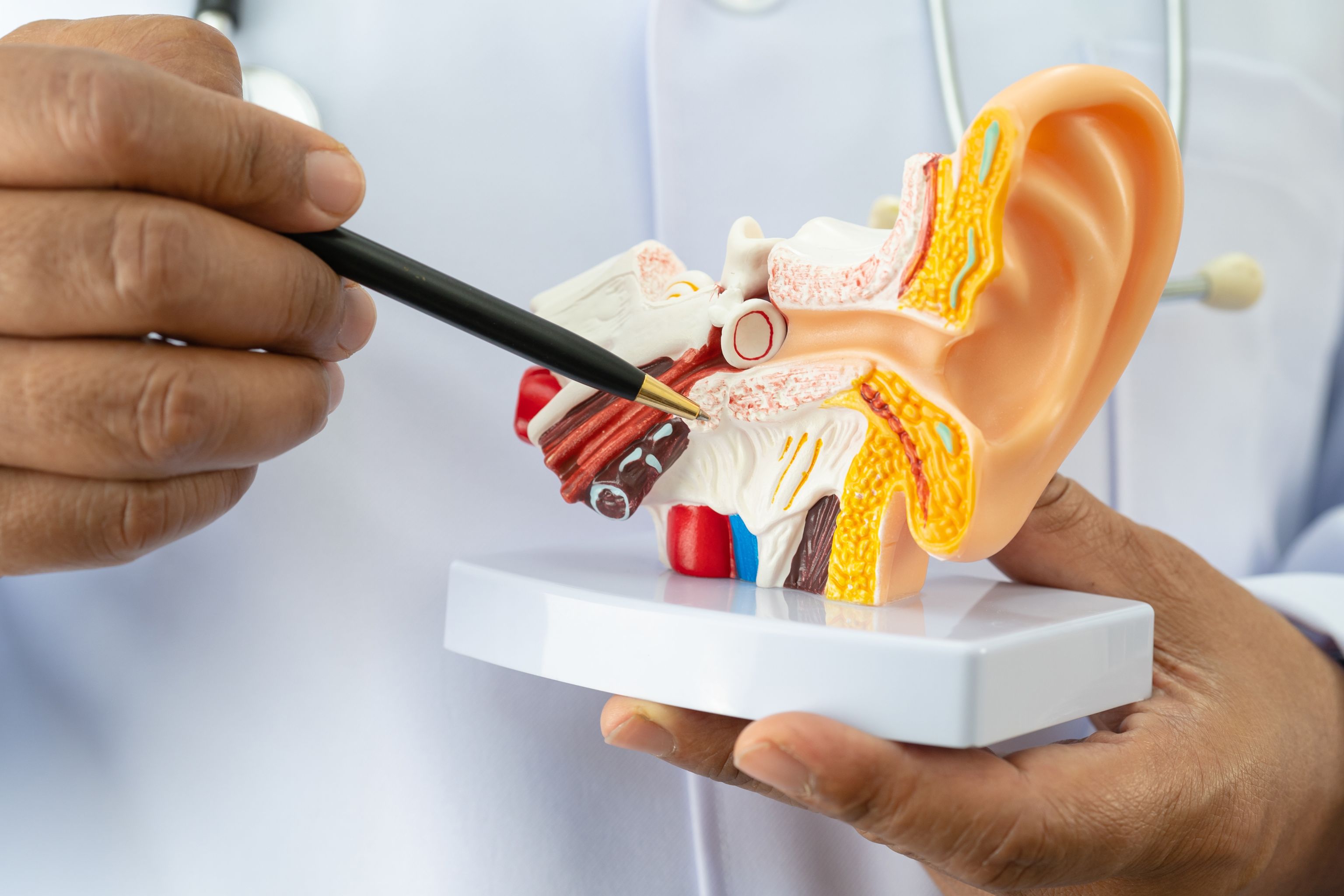 A doctor examining an anatomical model of the eardrum.
