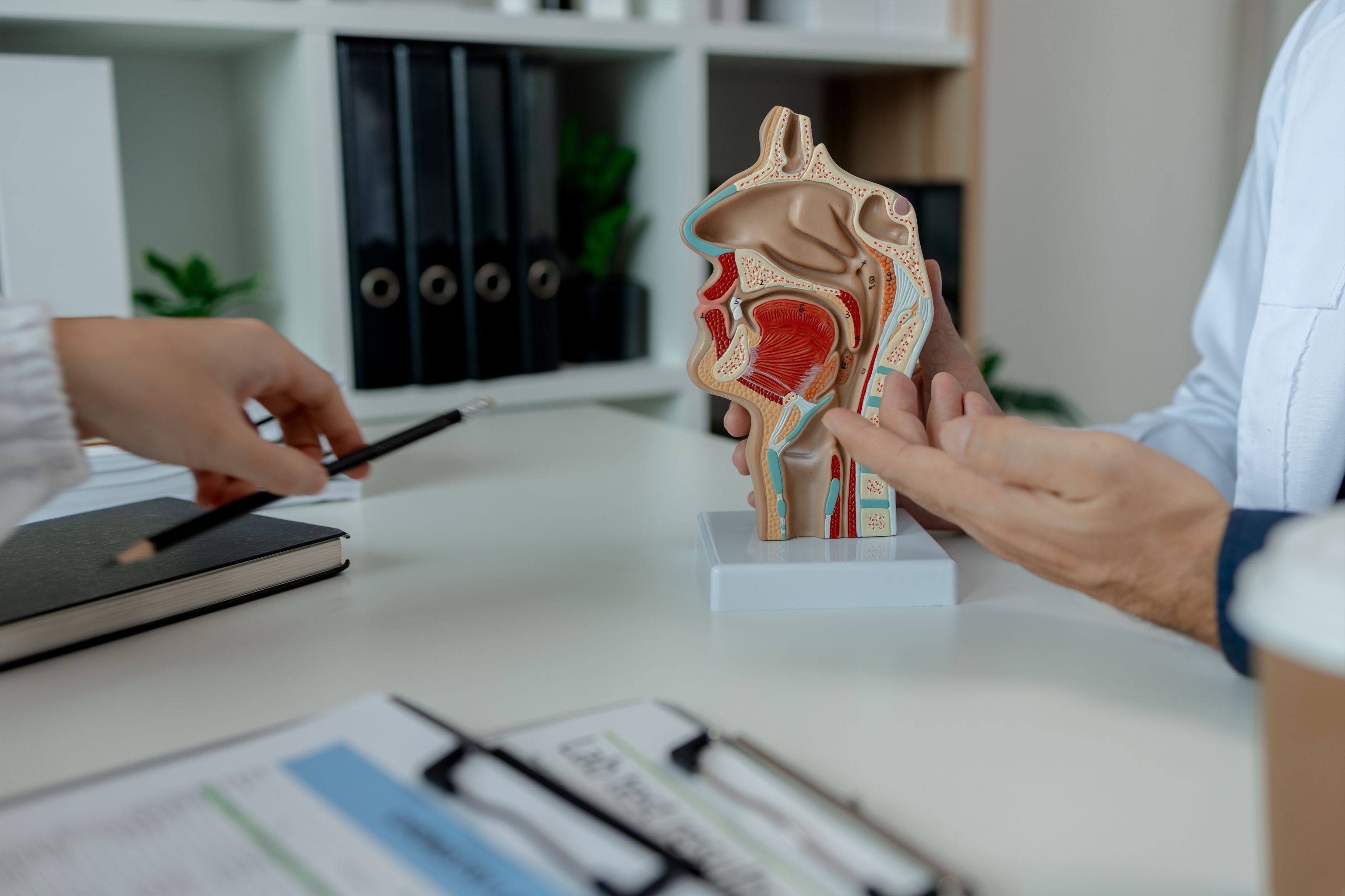 An ENT specialist examining an anatomical model of the nasal airways.
