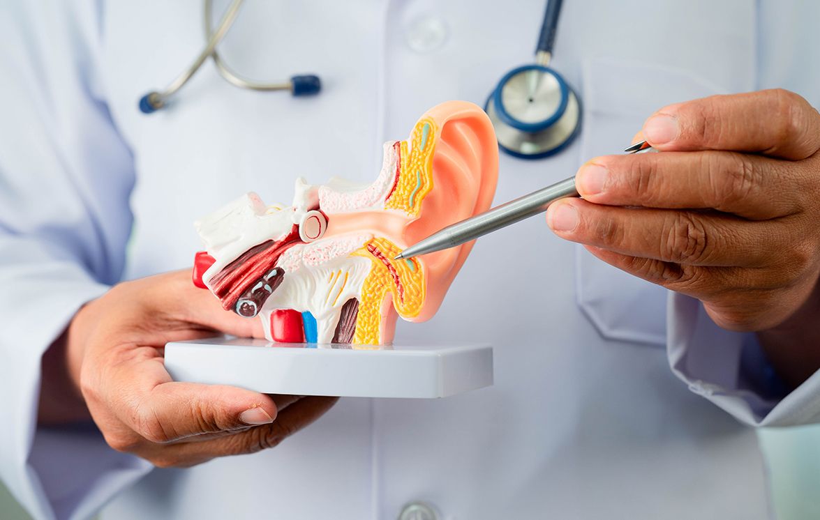 A doctor holding an anatomical model of an ear.